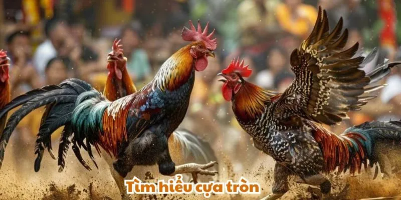 Tìm hiểu cựa tròn trong đá gà