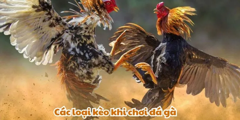 Bí quyết thắng lớn khi tham gia đá gà cựa sắt