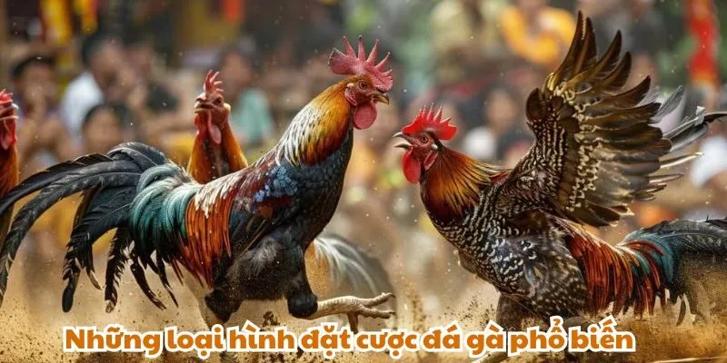 Những loại hình đặt cược đá gà phổ biến