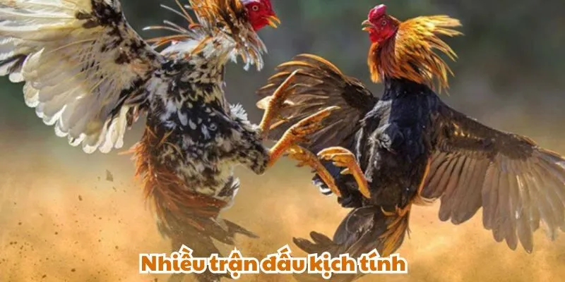 Sảnh đá gà GA28 cung cấp nhiều trận đấu kịch tính