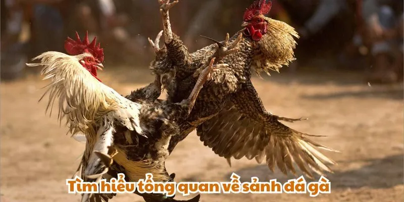 Tìm hiểu tổng quan về sảnh đá gà Bongx9
