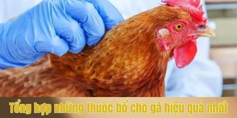 Tổng hợp những thuốc bổ cho gà hiệu quả nhất