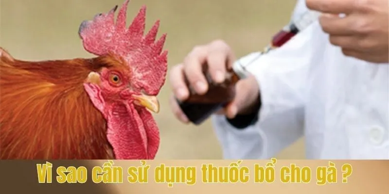 Vì sao cần sử dụng thuốc bổ cho gà ?